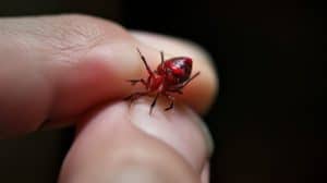 11 Hidden Spiritual Meanings Behind A Spider Bite